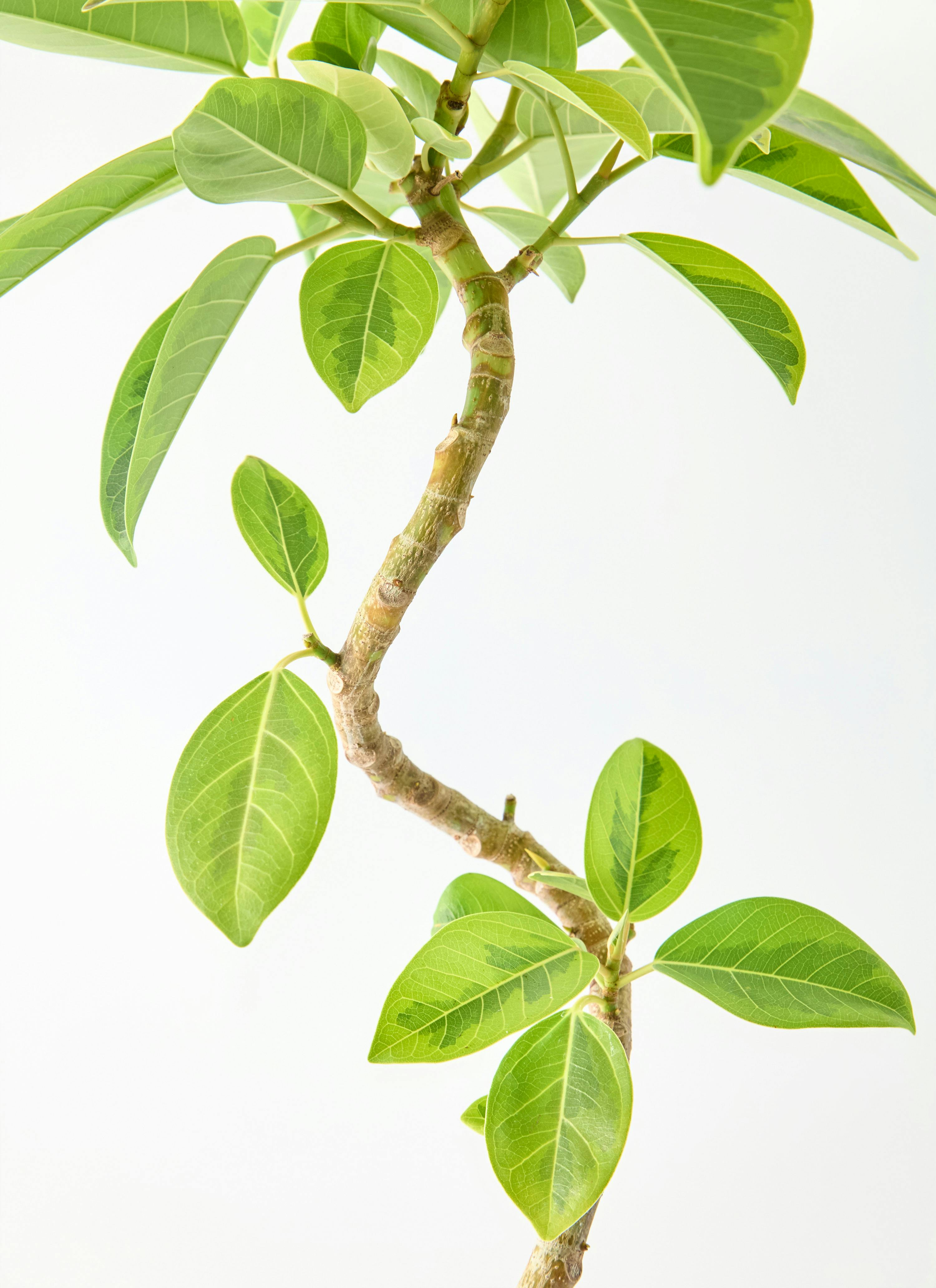 観葉植物 フィカス アルテシーマ 5号 曲り プラスチック鉢 | 観葉植物