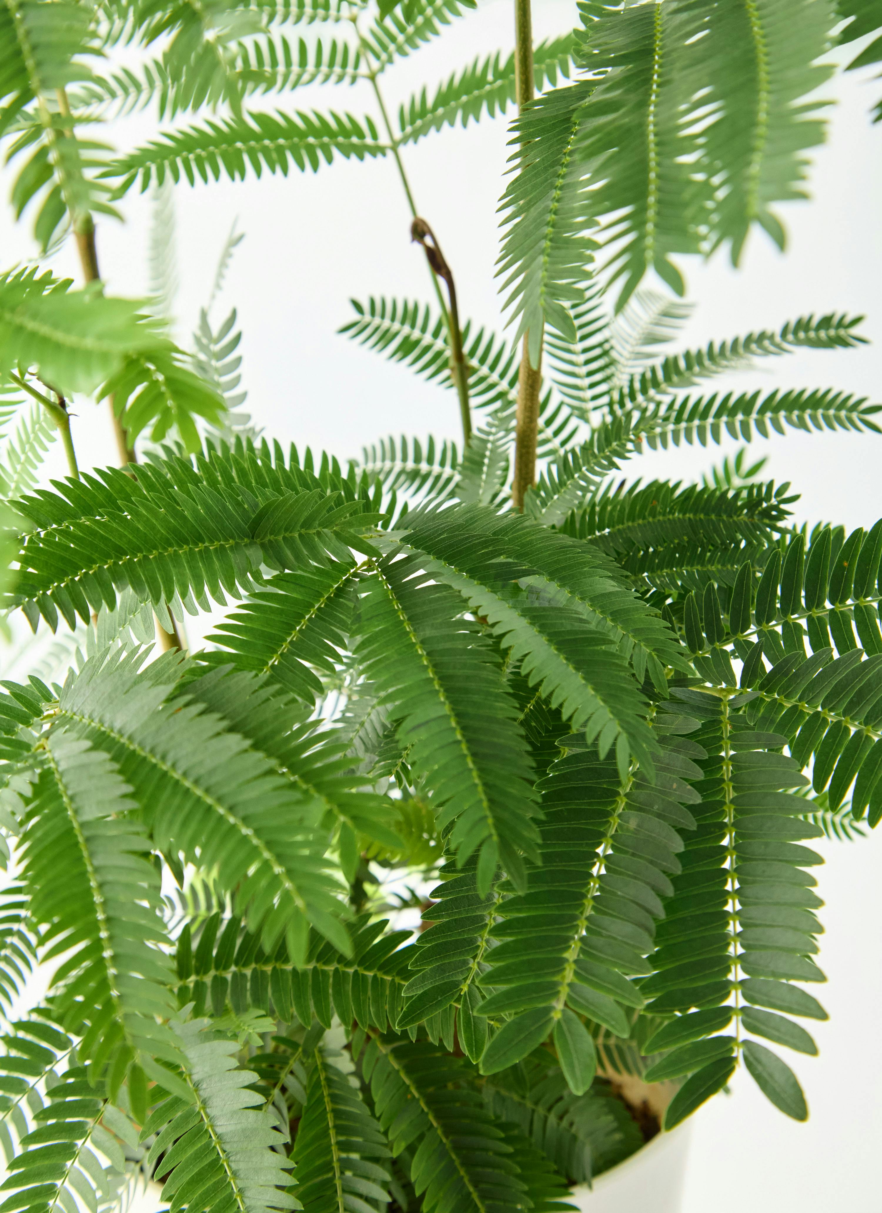 観葉植物 エバーフレッシュ 6号 プラスチック鉢 ラウンド 付き