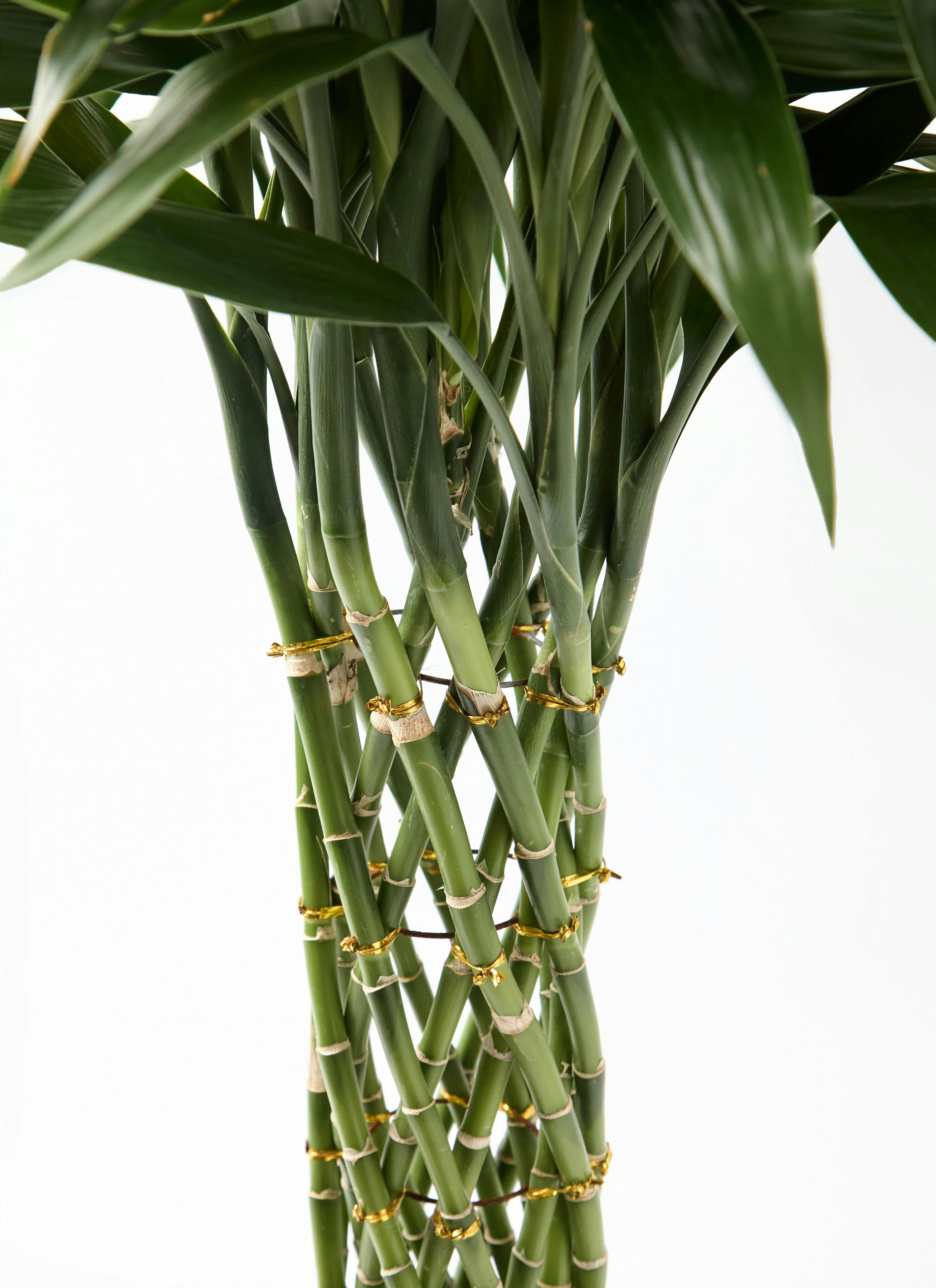 観葉植物 ドラセナ ミリオンバンブー（幸運の竹）8号 グリーン
