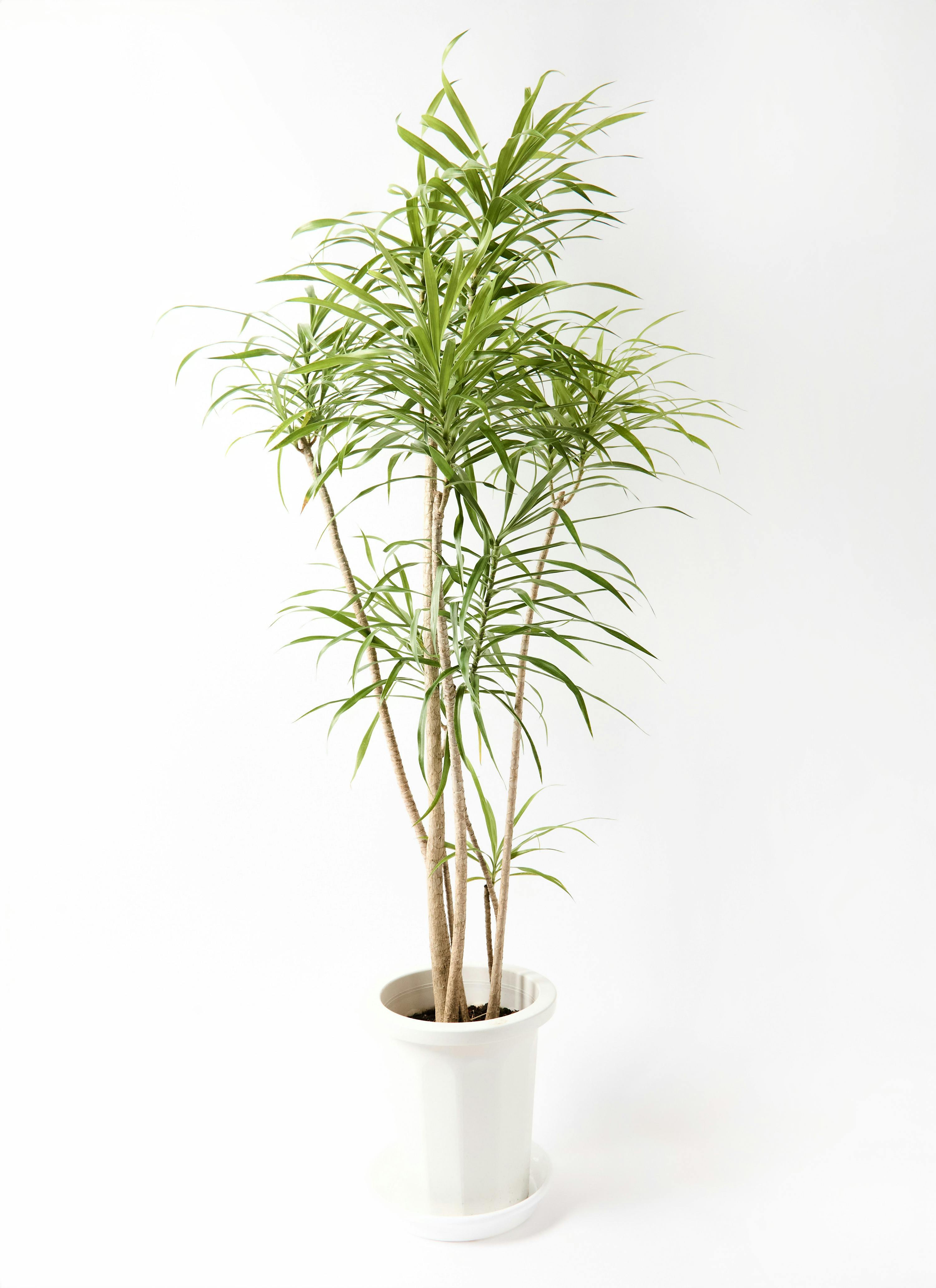 観葉植物 ドラセナ リフレクサ 8号 プラスチック鉢 | 観葉植物なら