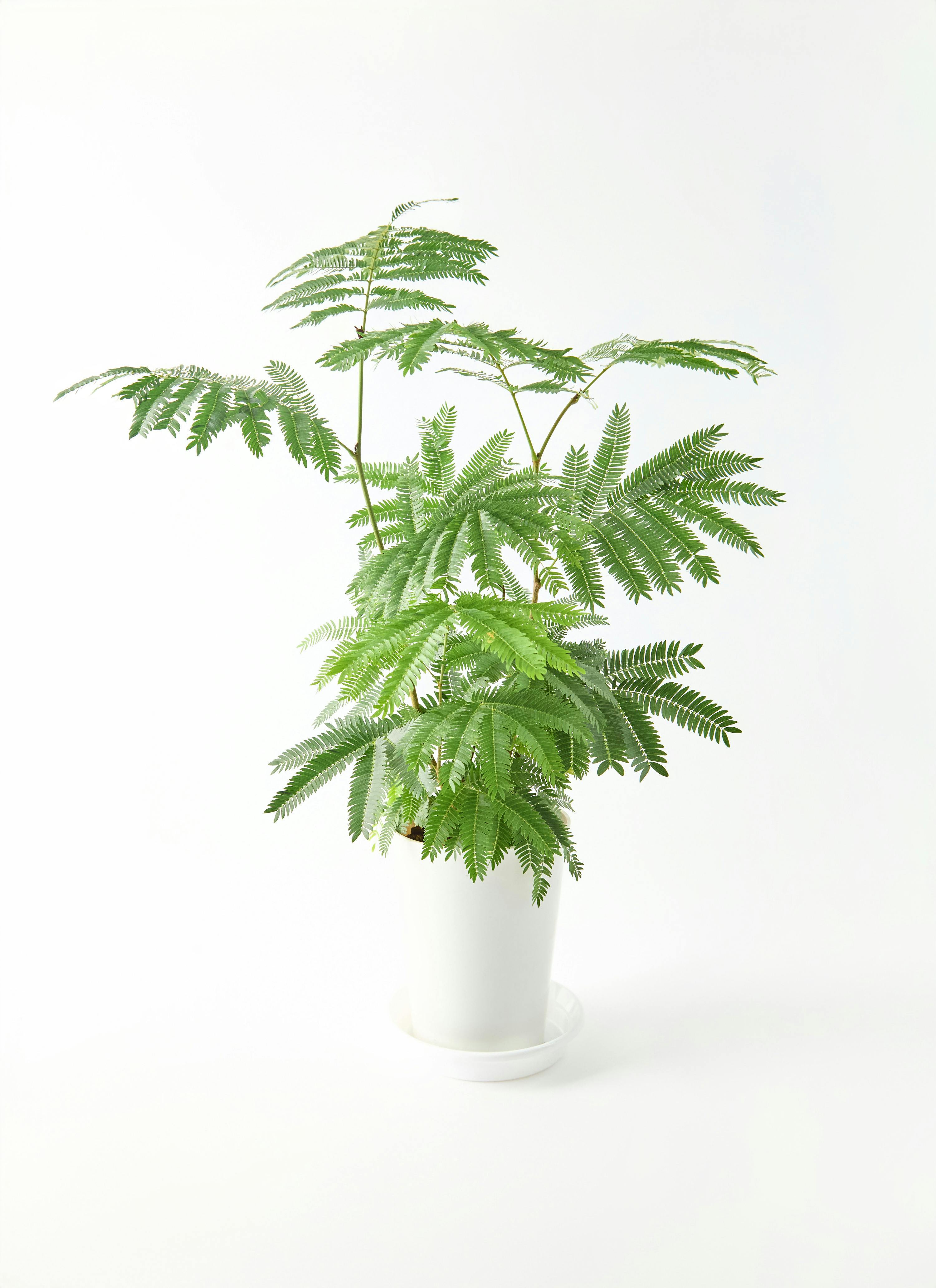 引き取り限定】破格！エバーフレッシュ 約1.3m観葉植物 - メルカリ