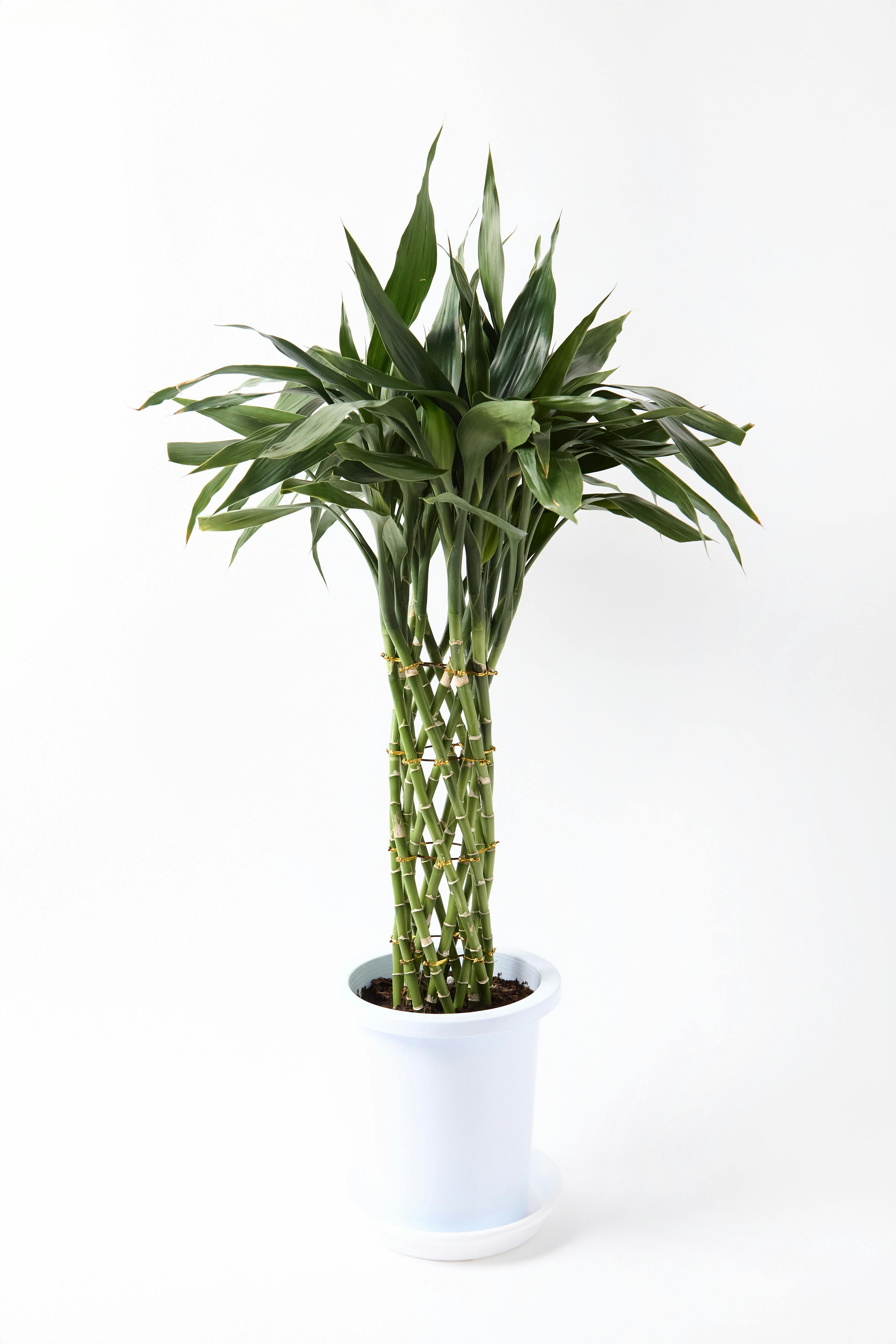 ドラセナ ミリオンバンブー（幸運の竹） 8号 | 観葉植物 - Hitohana