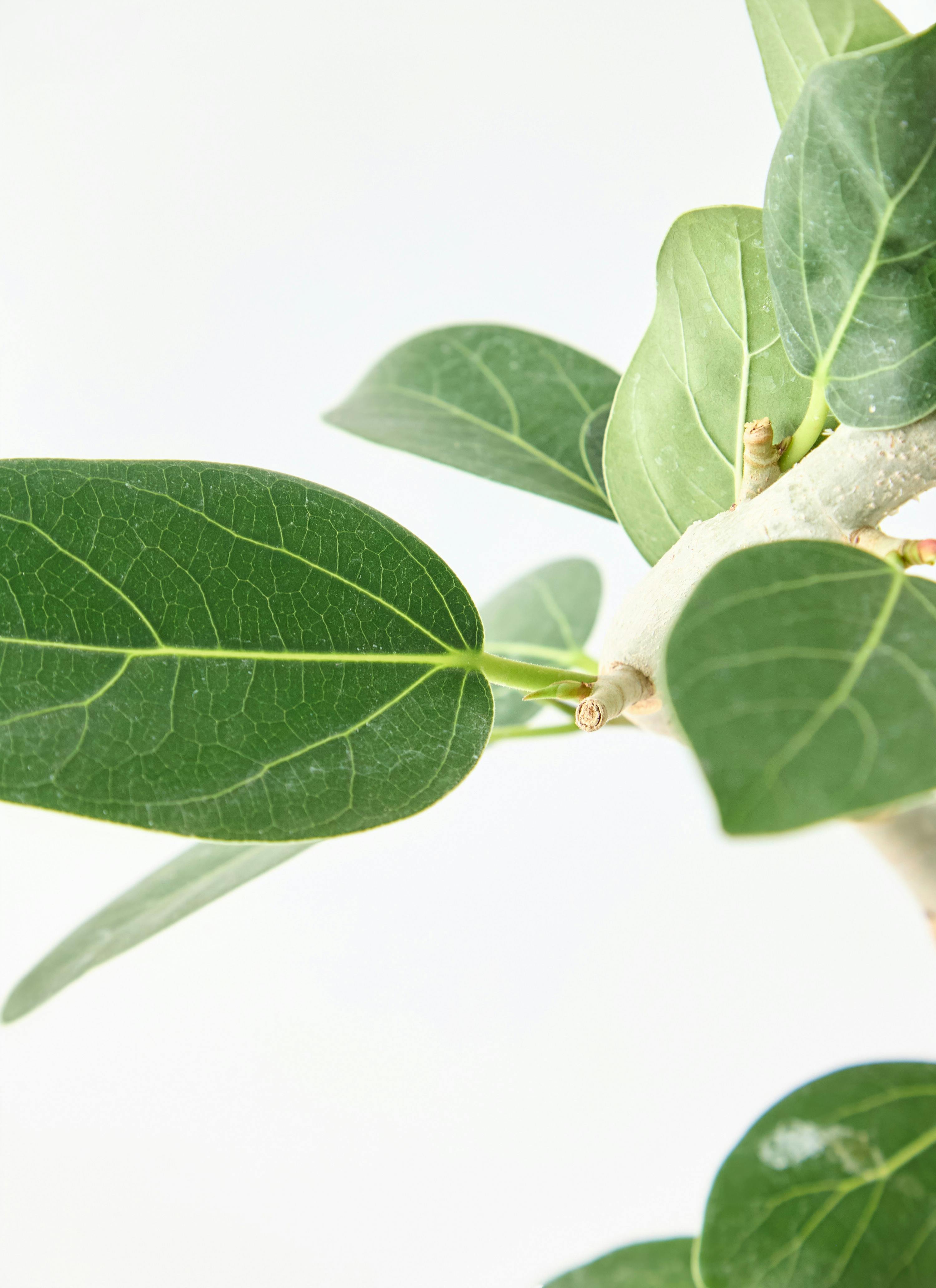 観葉植物 フィカス ベンガレンシス 5号 曲り インティ M 濃グレイ 付き