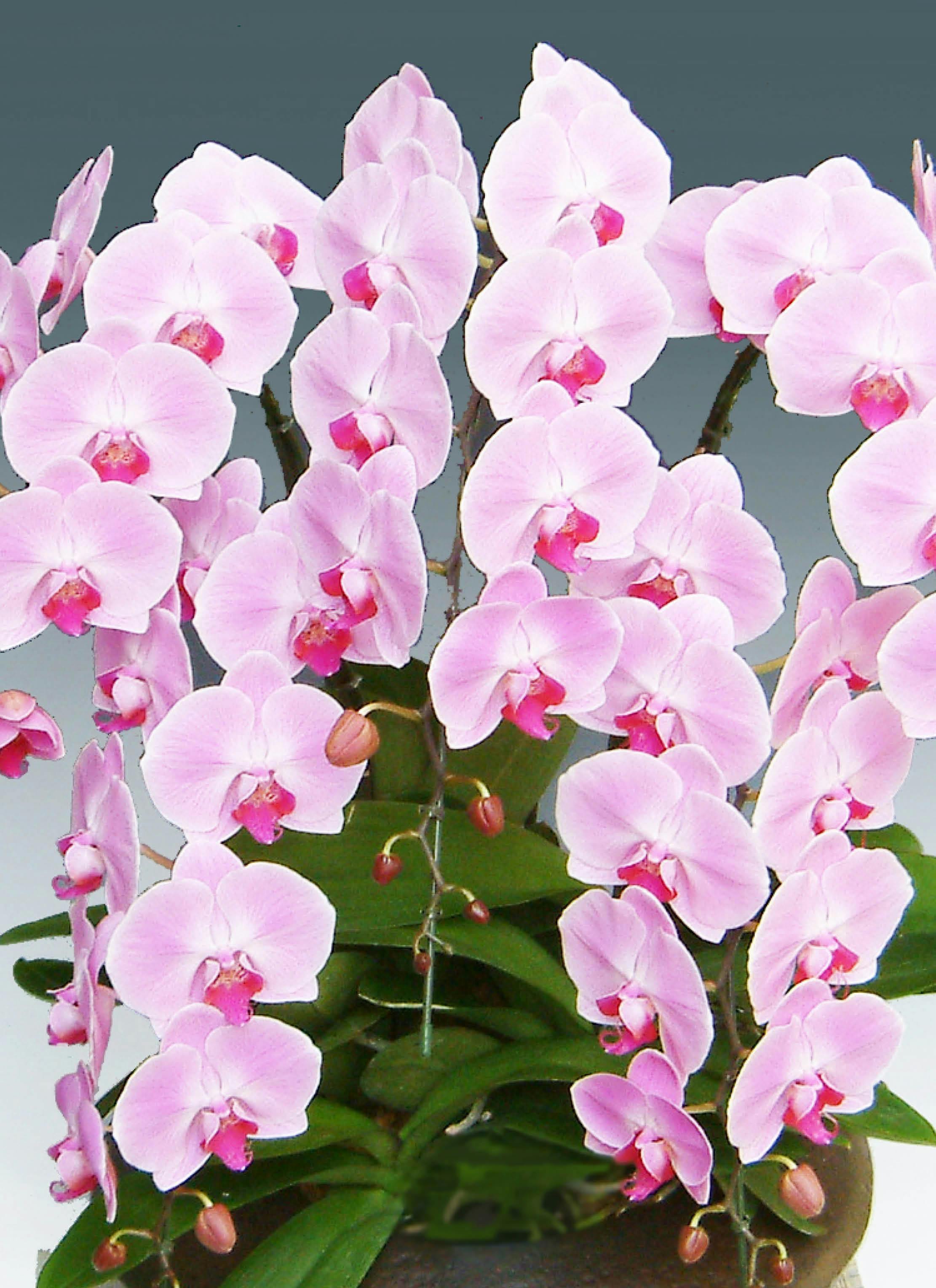 胡蝶蘭大輪 ピンク 5本立ち 和鉢まどか（敷物付き） | 胡蝶蘭なら