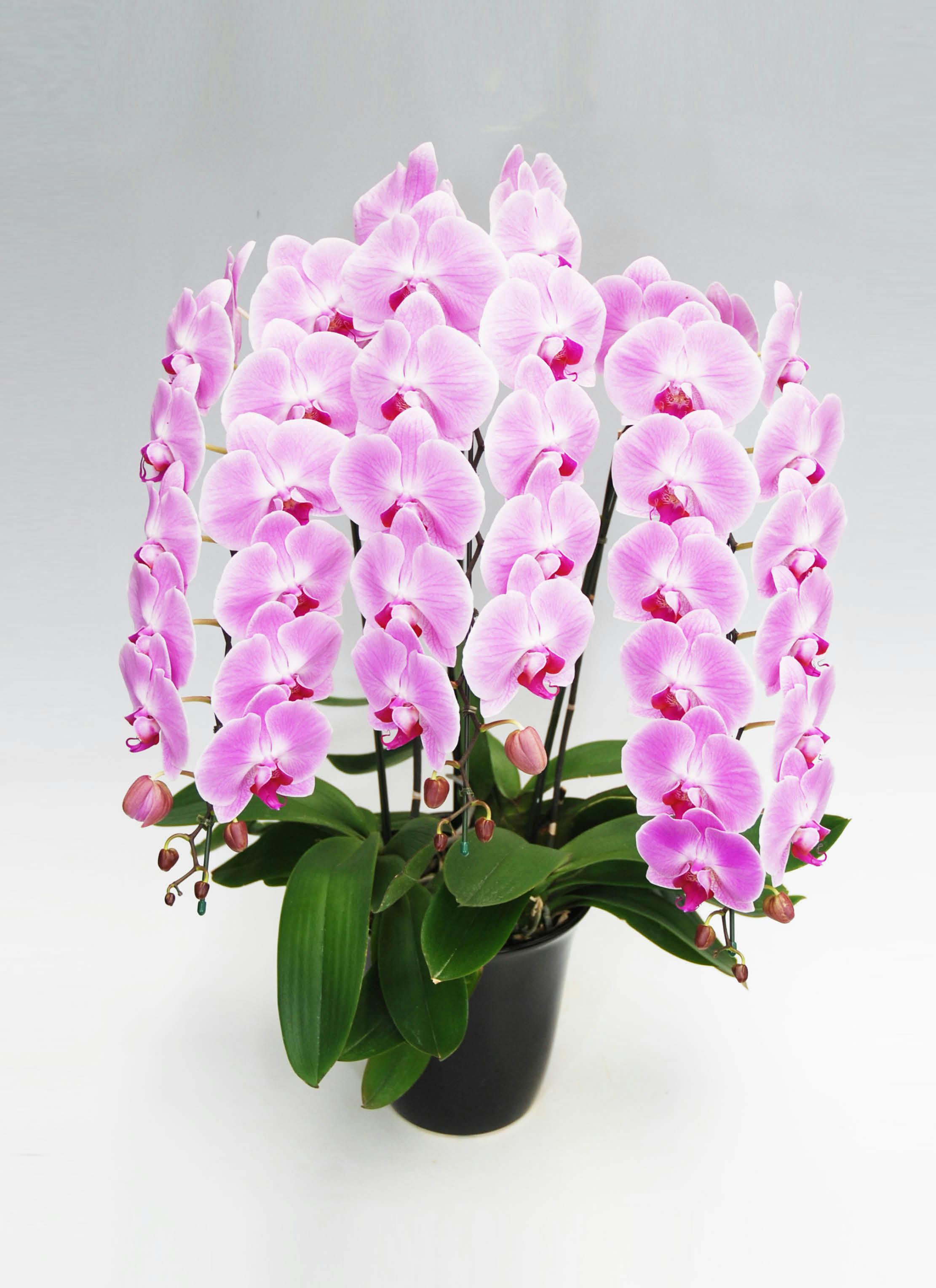 phal胡蝶蘭 大輪　3F 胡蝶蘭大輪 ピンク 3本立ち 35輪〜40輪前後 | 胡蝶蘭なら