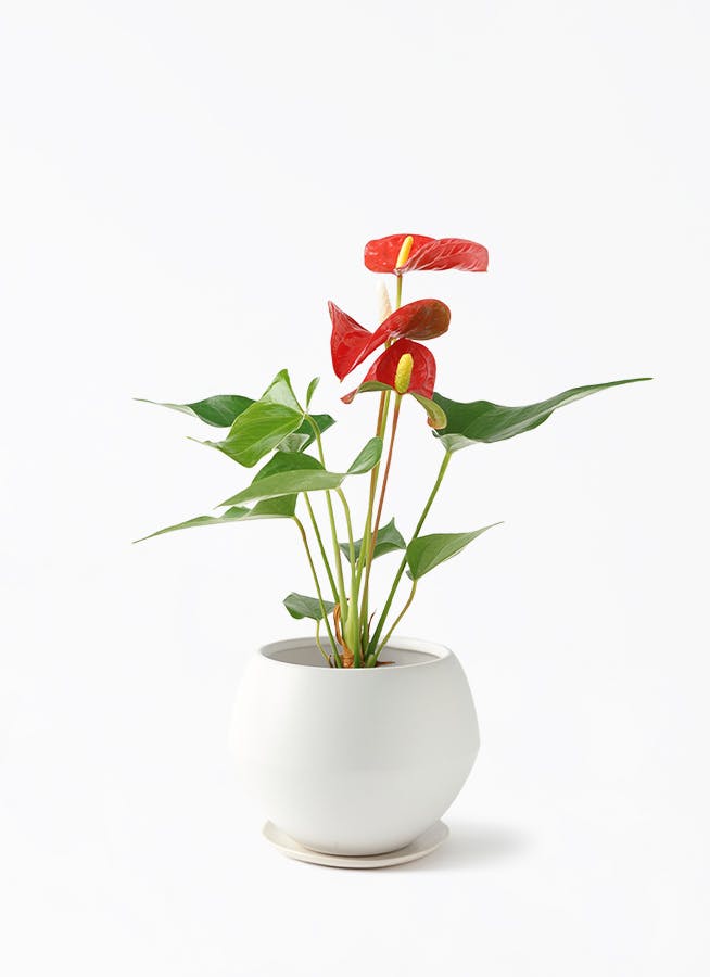 観葉植物 アンスリウム 3号 レッド Color Crack(カラークラック
