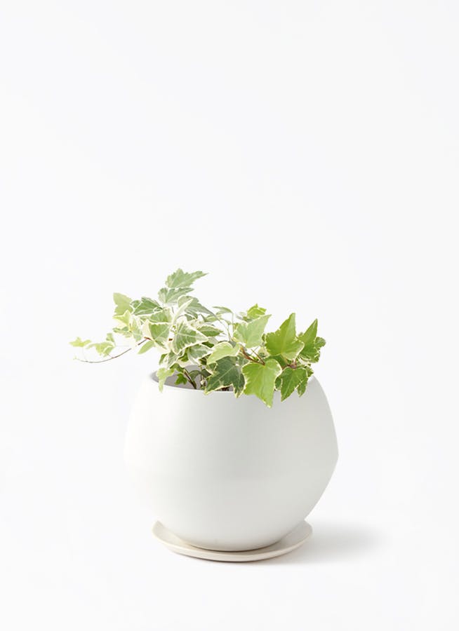 アイビー（ヘデラ） | 観葉植物通販HitoHana(ひとはな)