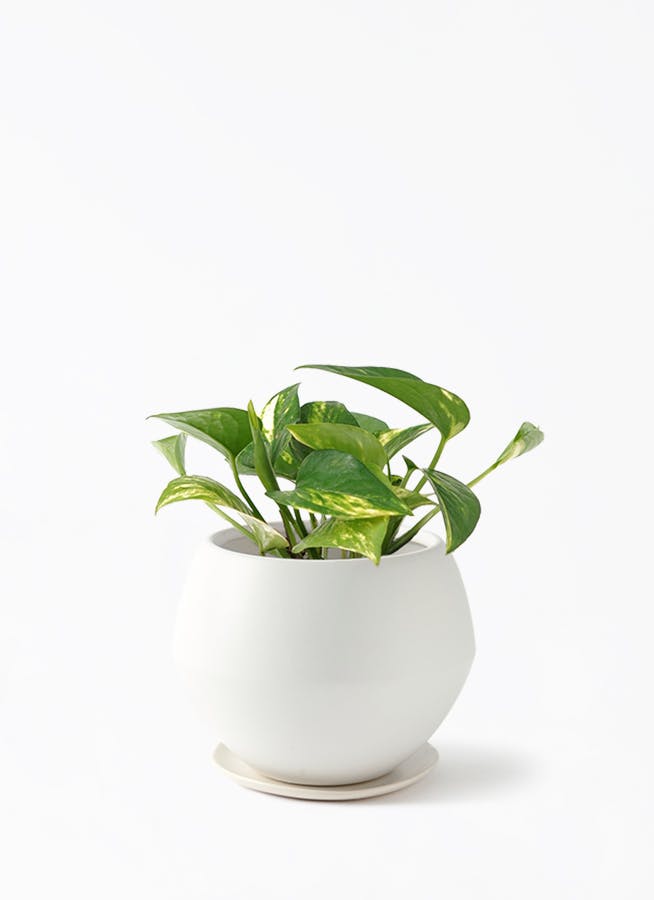 pothos-695_1.jpg