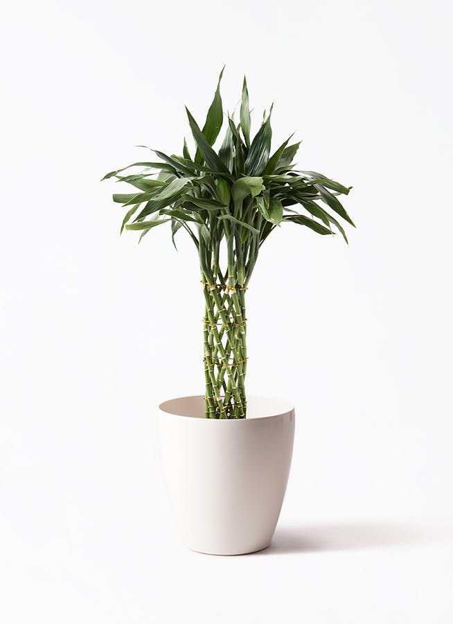 黒竹 竹　バンブー　観葉植物　高さ約210cm 手渡し希望！ 黒竹 竹 バンブー 観葉植物 高さ約210cm 手渡し希望！ 人工 観葉