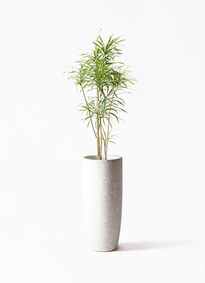 観葉植物 オリーブの木 8号 コラティーナ (コラチナ) エコストーン