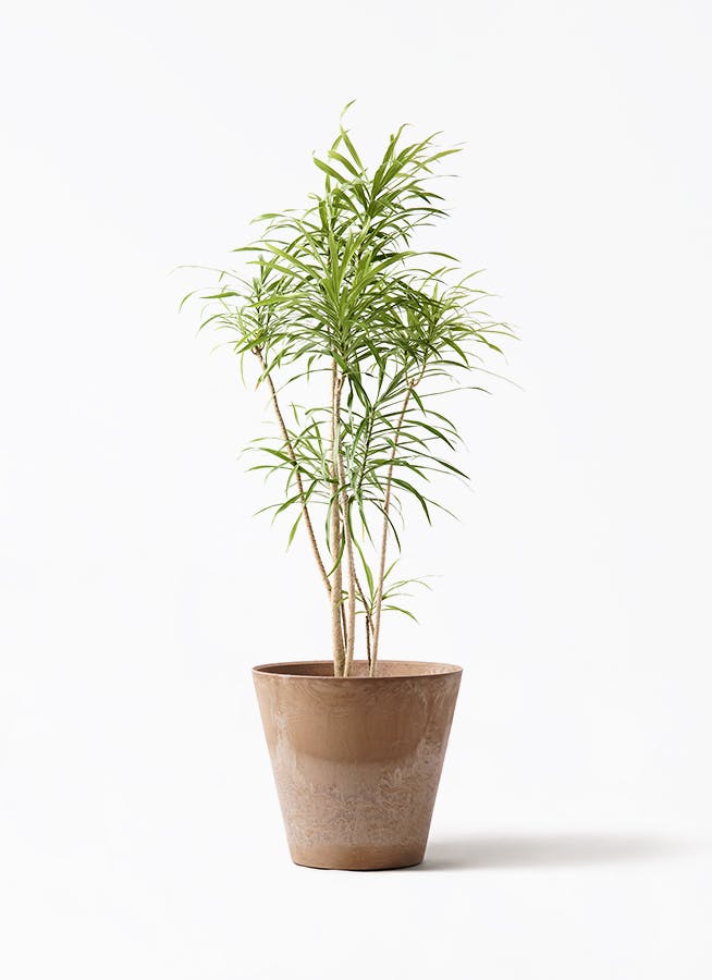 観葉植物 オリーブの木 8号 カヨンヌ アートストーン ラウンド