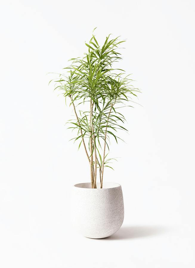観葉植物 フィカス バーガンディ 8号 曲り エコストーンwhite 付き