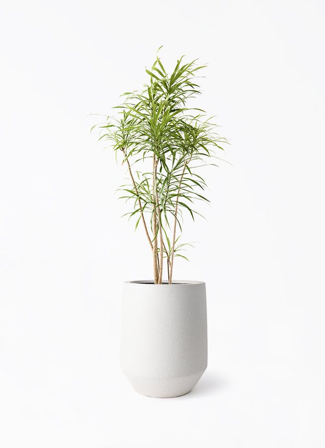 観葉植物 ドラセナ コンシンネ 8号 曲り（龍）トリカラー パボ トール