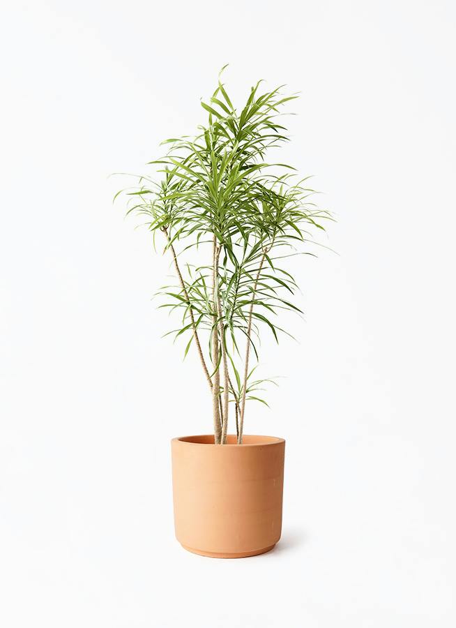観葉植物 ウンナンシュロチク（雲南棕櫚竹） 8号 インティ シリンダー