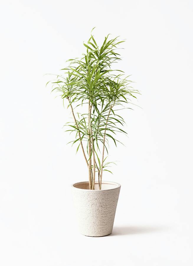 観葉植物 オリーブの木 8号 オヒブランカ ビアスソリッド 白 付き