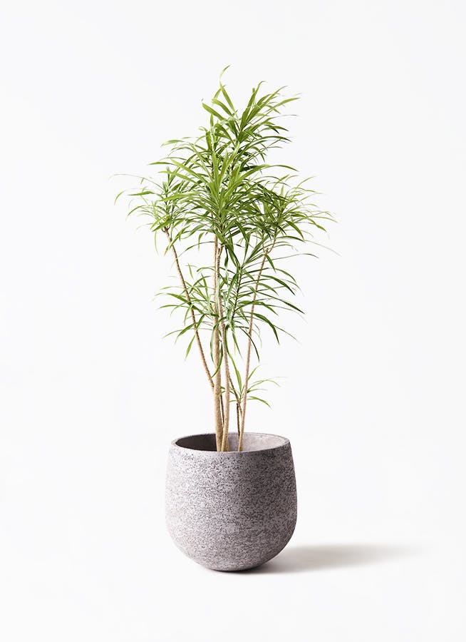 観葉植物 ドラセナ コンパクター 8号 エコストーンGray 付き | 観葉