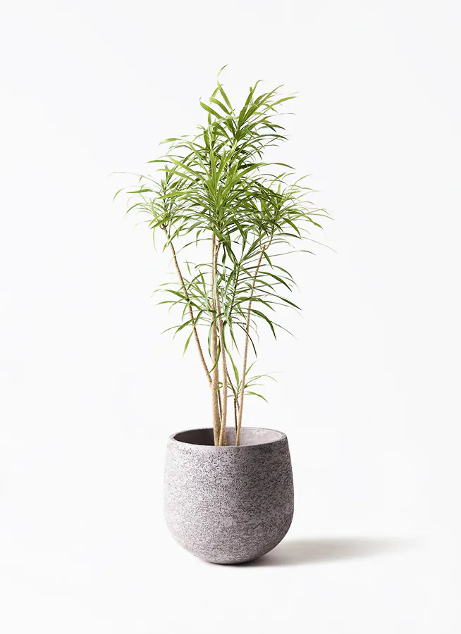 ドラセナ リフレクサ | 観葉植物通販HitoHana(ひとはな)