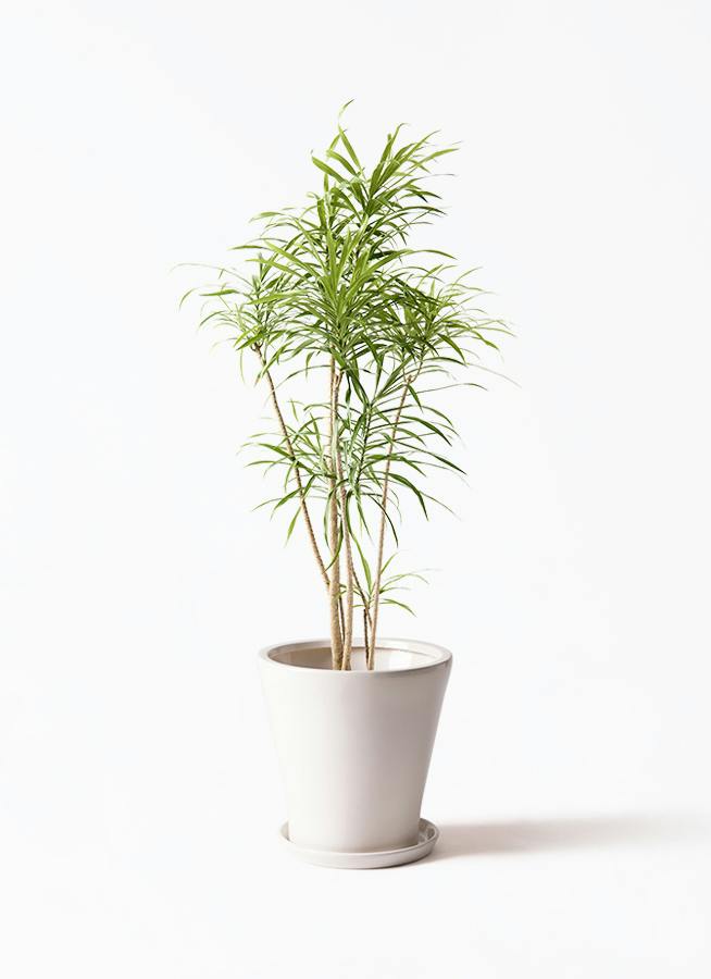dracaena-reflexa-15_1.jpg