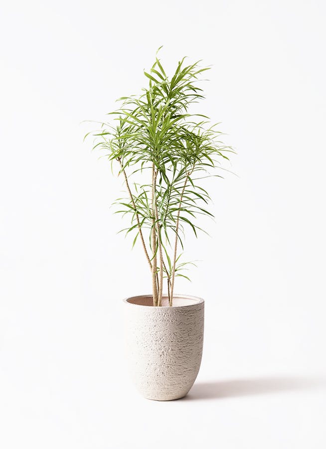 観葉植物 オリーブの木 8号 コラティーナ (コラチナ) ビアスアルト