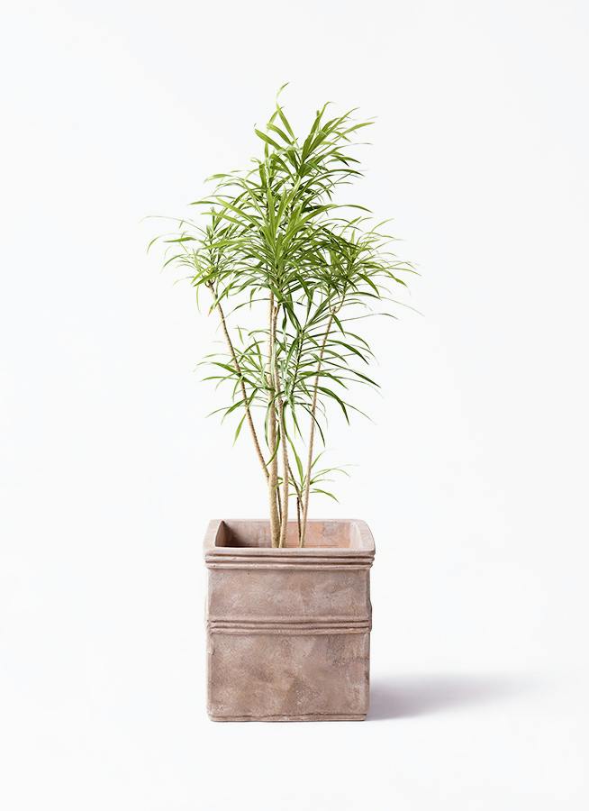 ドラセナ リフレクサ | 観葉植物通販HitoHana(ひとはな)