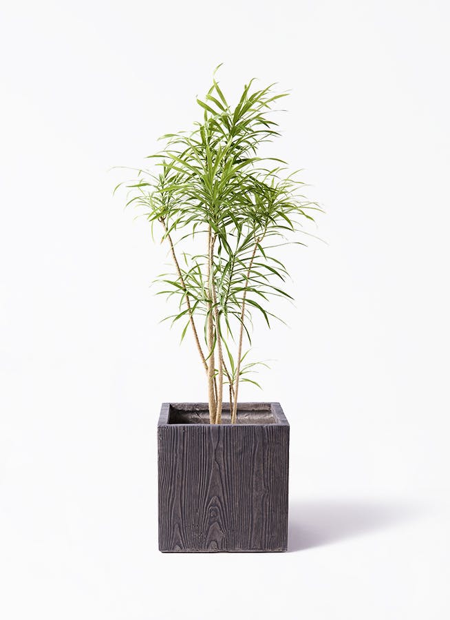 観葉植物 シュロチク（棕櫚竹） 8号 ベータ キューブプランター ウッド