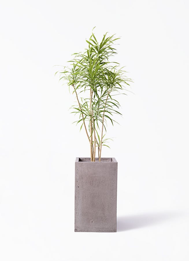 ドラセナ リフレクサ | 観葉植物通販HitoHana(ひとはな)
