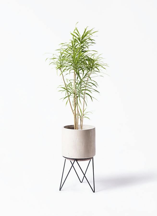 ドラセナ リフレクサ | 観葉植物通販HitoHana(ひとはな)