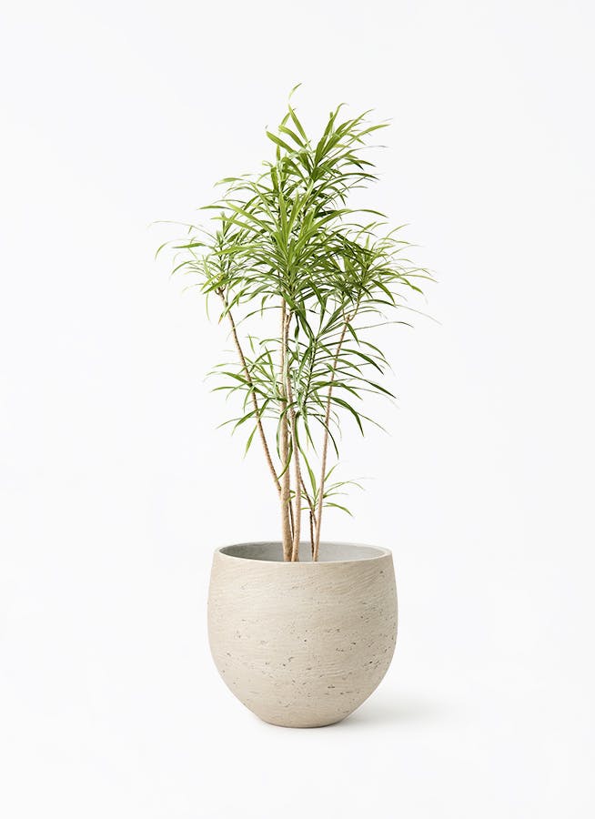 ドラセナ リフレクサ | 観葉植物通販HitoHana(ひとはな)