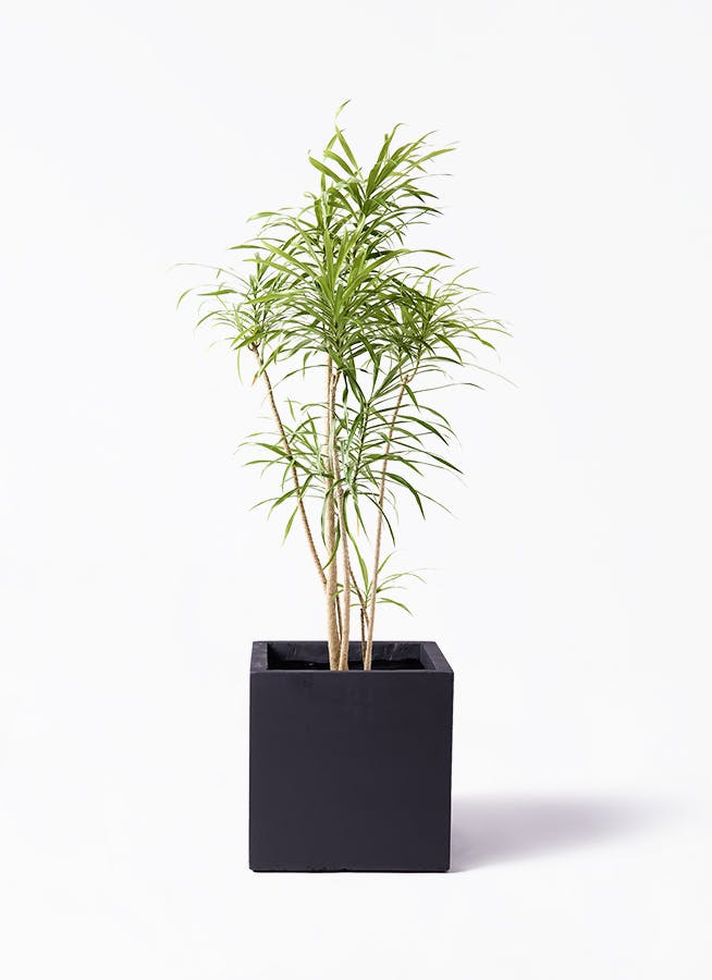 観葉植物　ドラセナ リフレクサ 　高級陶器鉢入り　高さ約165cm 観葉植物 ドラセナ リフレクサ 8号 ベータ キューブプランター 黒 付き