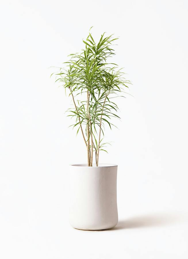 観葉植物 トックリラン ポニーテール 8号 バスク ミドル ホワイト 付き