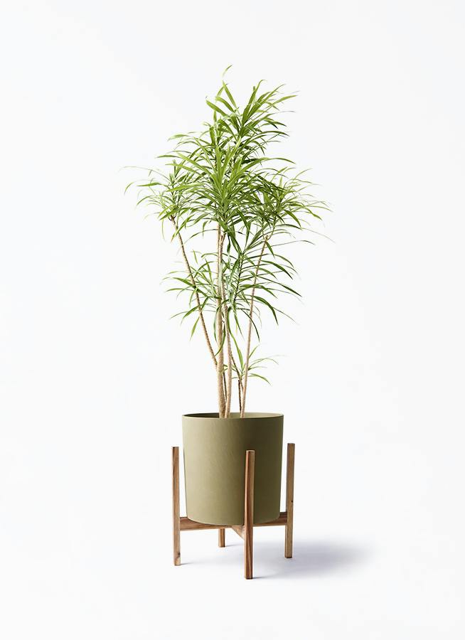 観葉植物 ドラセナ リフレクサ 8号 ホルスト シリンダー オリーブ