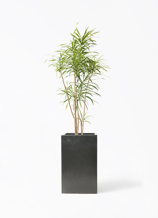 観葉植物 ドラセナ リフレクサ 8号 セドナロング 墨 付き | 観葉植物