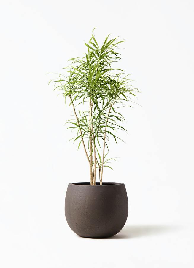 観葉植物 ドラセナ リフレクサ 8号 テラニアス ローバルーン