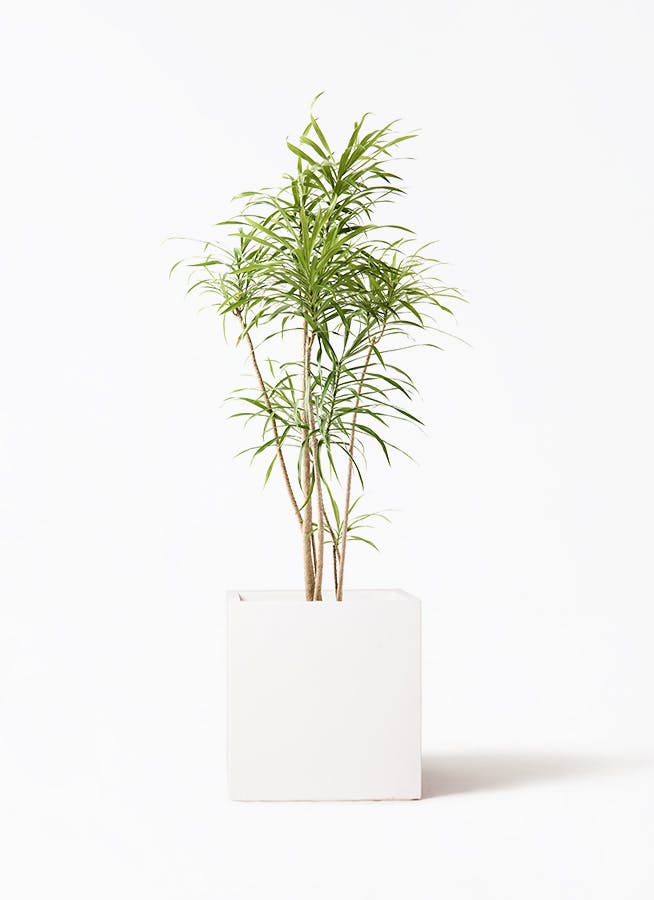 パキラ 観葉植物 パキラ 8号 曲り バスク キューブ 付き | 観葉植物なら