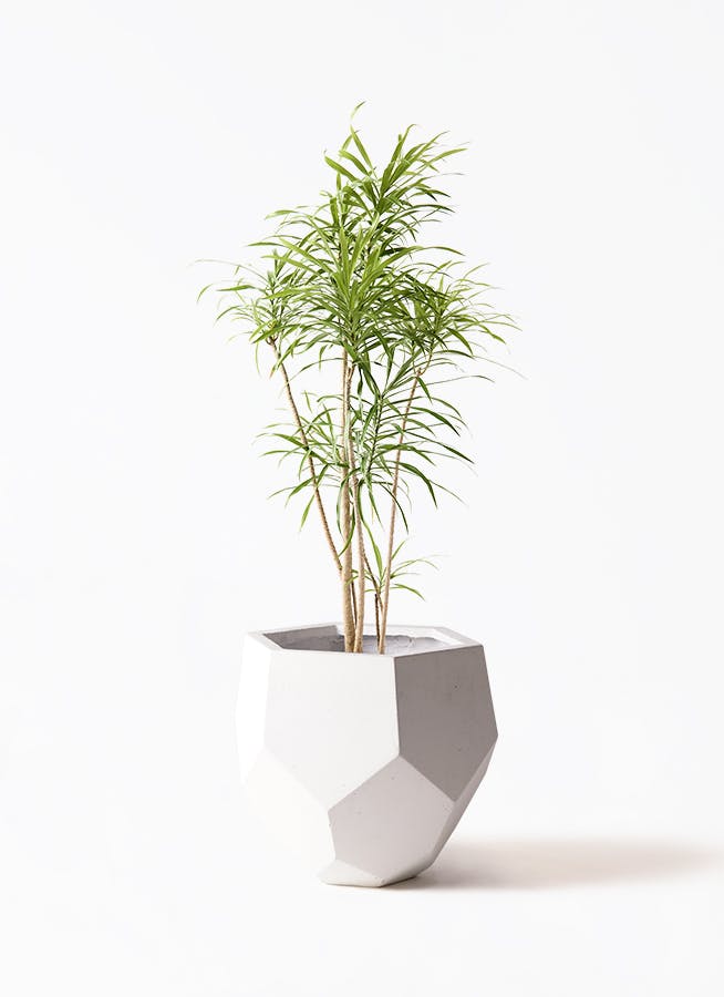 観葉植物 フィカス ベンジャミン 8号 バロック ポリゴヘクサ 白 付き