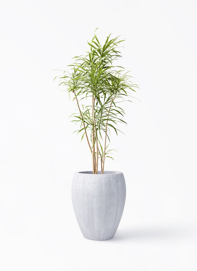 観葉植物 ドラセナ ワーネッキー レモンライム 8号 コーテス ジャー