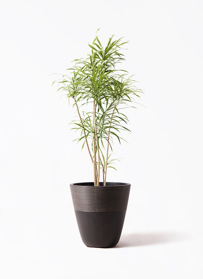 観葉植物 ドラセナ コンパクター 8号 ジュピター 黒 付き | 観葉