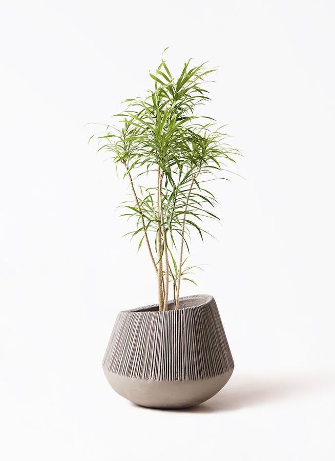 観葉植物 ドラセナ ソング オブ インディア 8号 エディラウンド グレイ