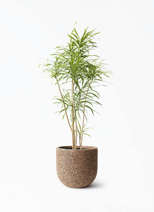 ドラセナ　リフレクサ　８号　140㌢ 観葉植物 ドラセナ リフレクサ 8号 ネイチャーズキャスト ユーポット