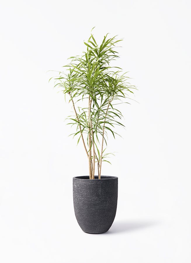 観葉植物 オリーブの木 8号 創樹 ビアスアルトエッグ ブラック 付き