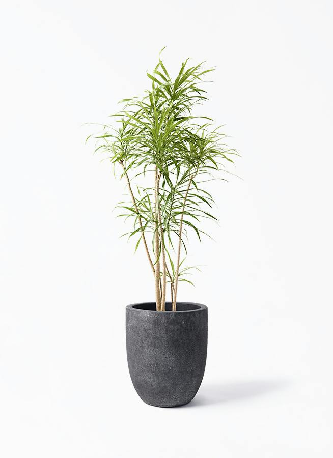 ドラセナ リフレクサ | 観葉植物通販HitoHana(ひとはな)