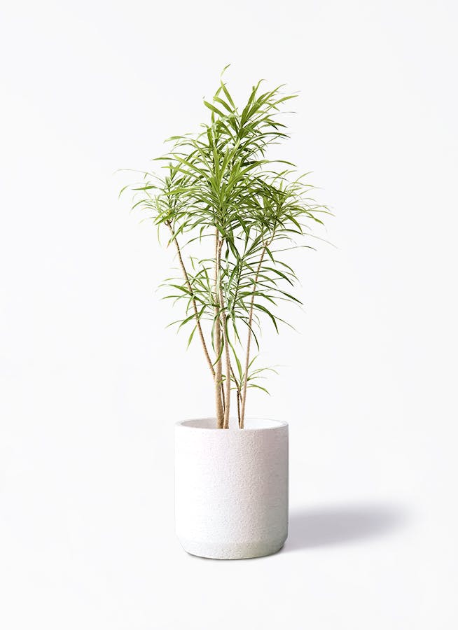 観葉植物 ドラセナ コンパクター 8号 Eco Stone（エコストーン