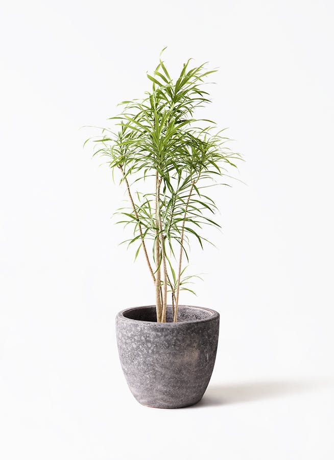 観葉植物 ウンナンシュロチク 8号 アビスソニア ミドル 灰 付き | 観葉
