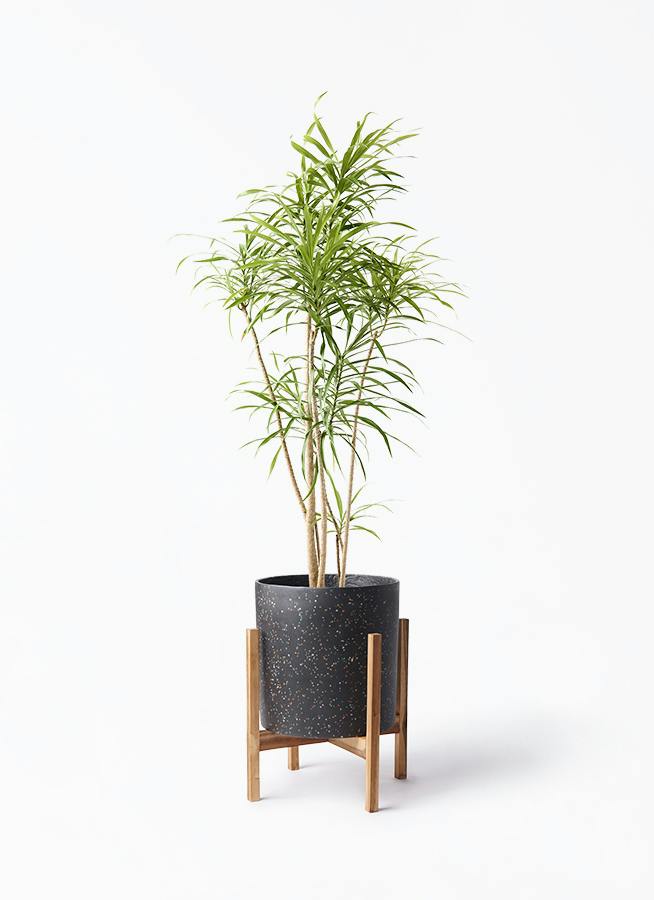 ドラセナ リフレクサ | 観葉植物通販HitoHana(ひとはな)