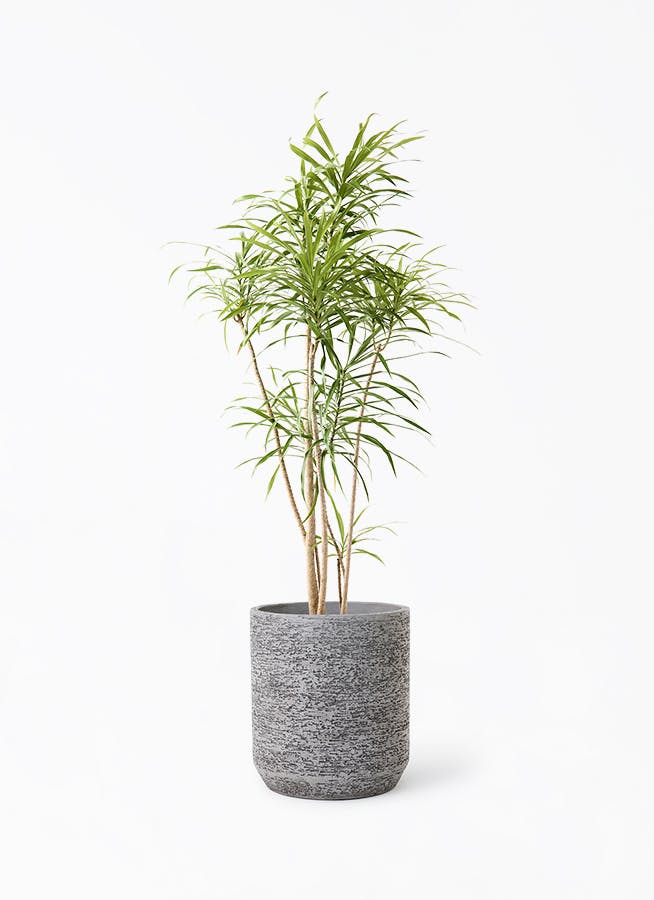 観葉植物 パキラ 8号 実生（みしょう） Eco Stone (エコストーン