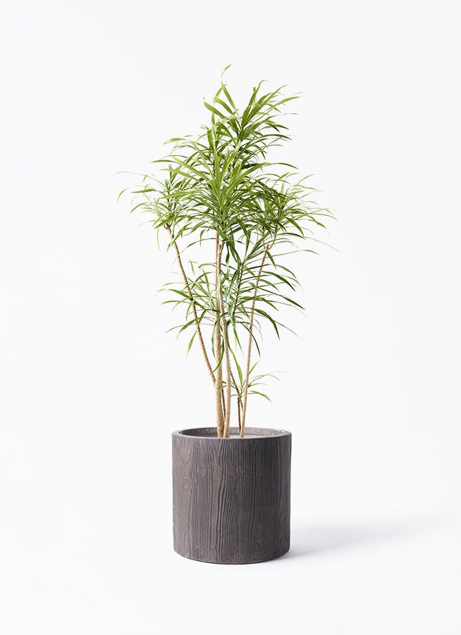 観葉植物 フィカス アルテシーマ 7号 曲り アルファ シリンダー