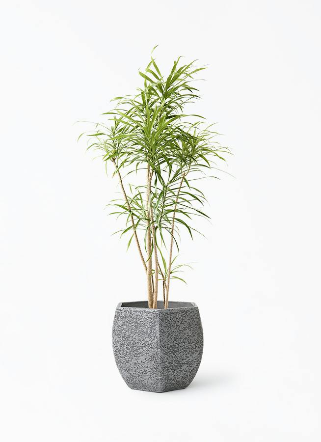 観葉植物 ドラセナ リフレクサ 8号 Eco Stone (エコストーン) ヘキサ