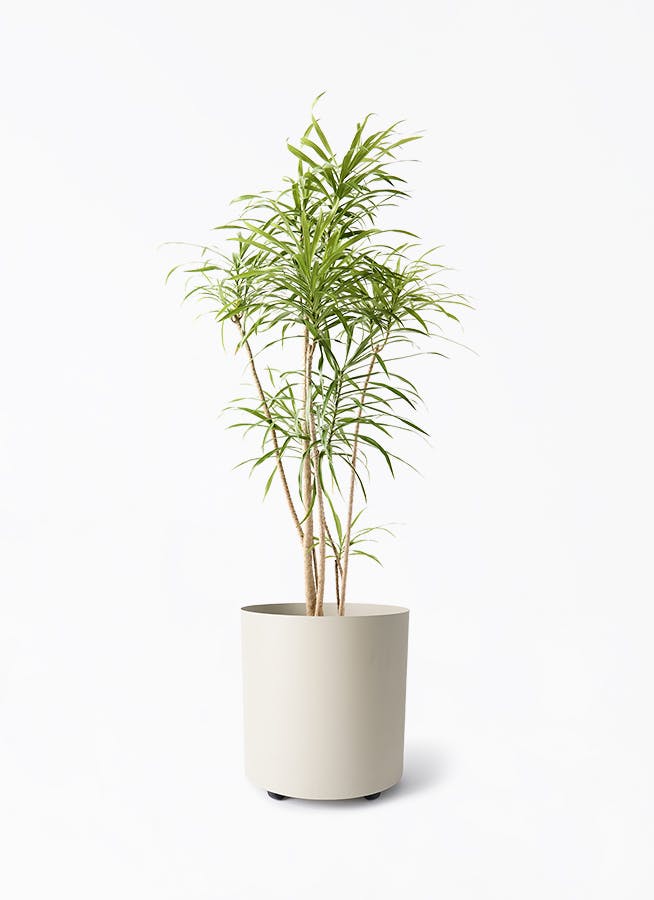 観葉植物 フィカス ベンガレンシス 8号 曲り 極太 フェルム