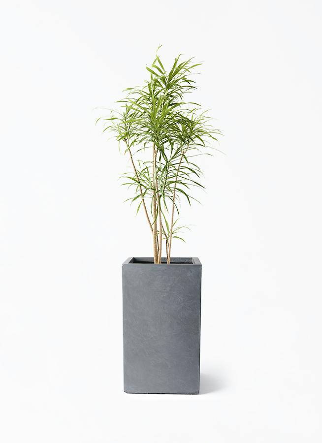 ドラセナ リフレクサ | 観葉植物通販HitoHana(ひとはな)