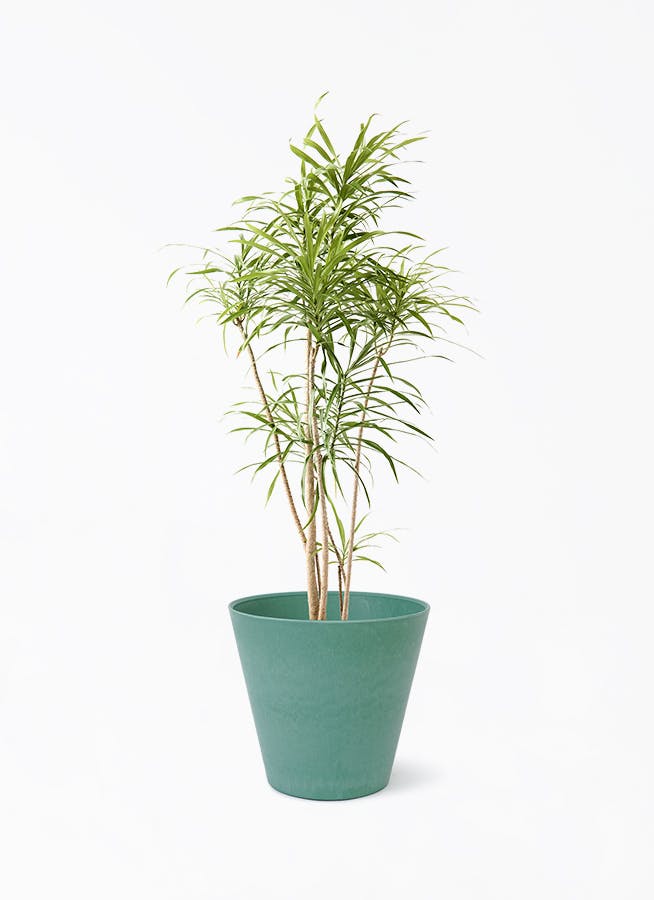 観葉植物 ザミオクルカス 8号 アートストーン ラウンド PASTEL MINT